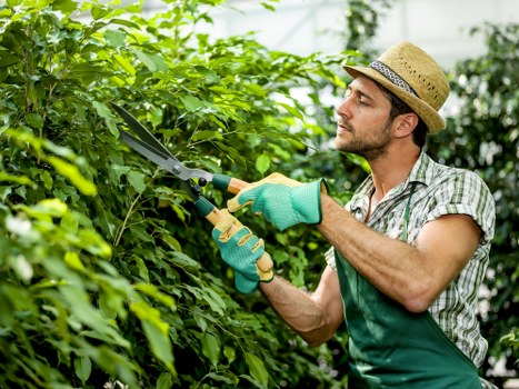 Local tree surgeons managing crown reduction and safe branch removal